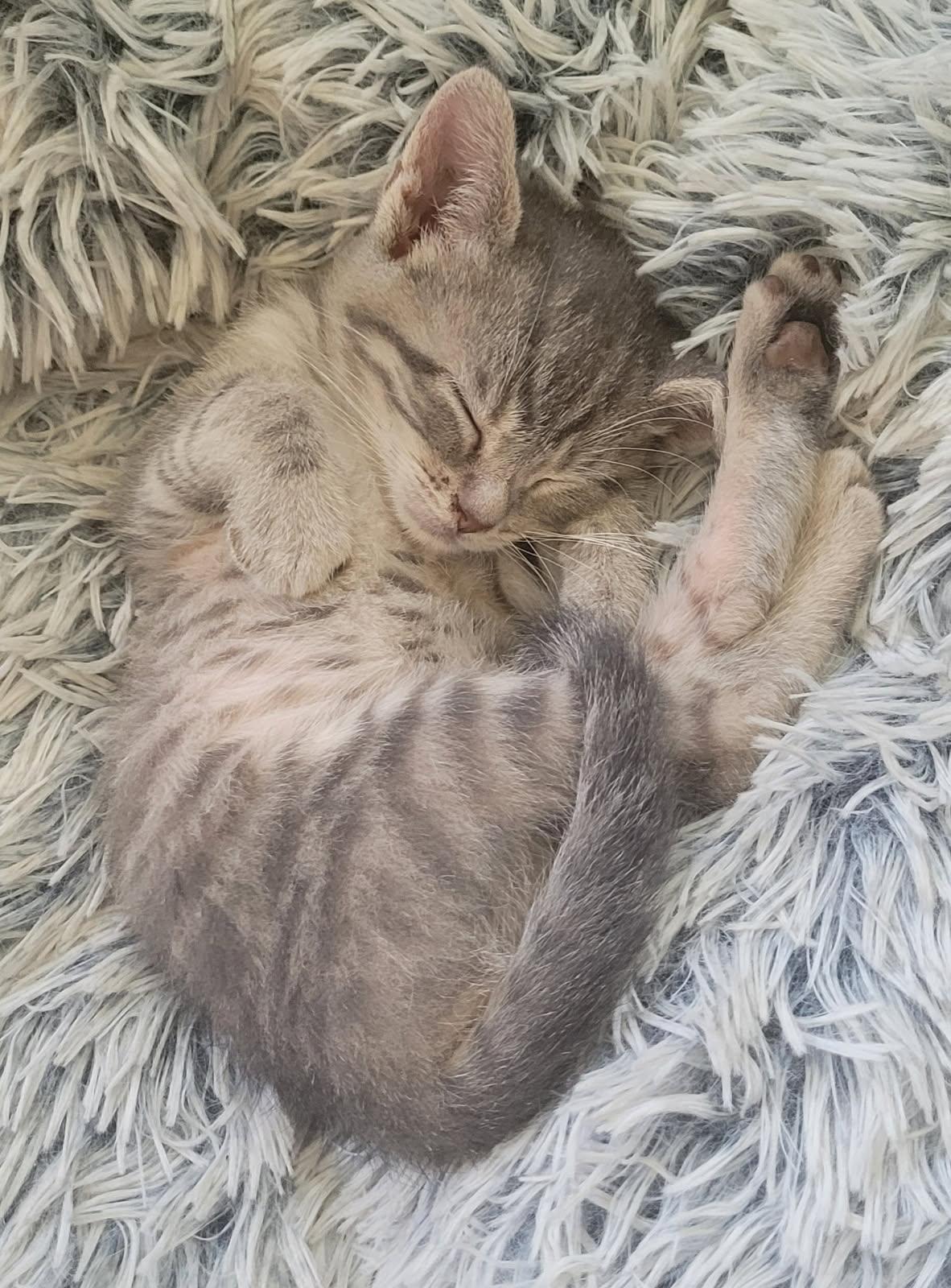 Enlarge Lacy, a Adopted Domestic Short Hair in Lafayette, IN image 1/1