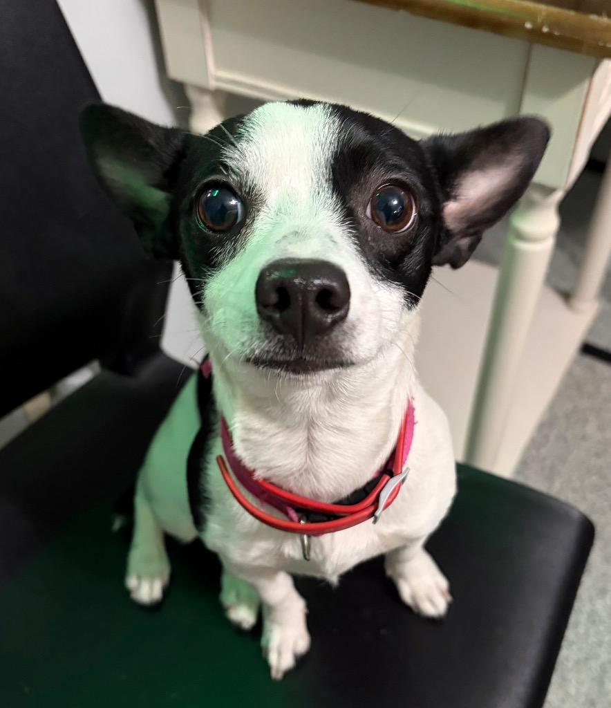 Enlarge Solstice, a Adopted Chihuahua in Huntington, IN image 1/1