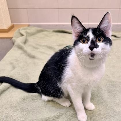 Sardine, an adopted Domestic Short Hair in Santa Cruz, CA image 1/3