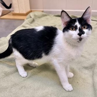 Sardine, an adopted Domestic Short Hair in Santa Cruz, CA image 2/3