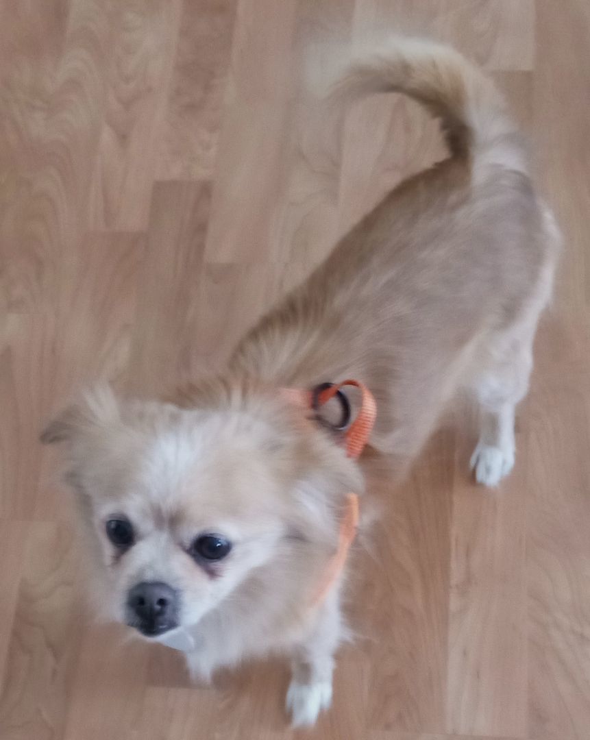 Alfie, Adopted, Senior Male Pomeranian.