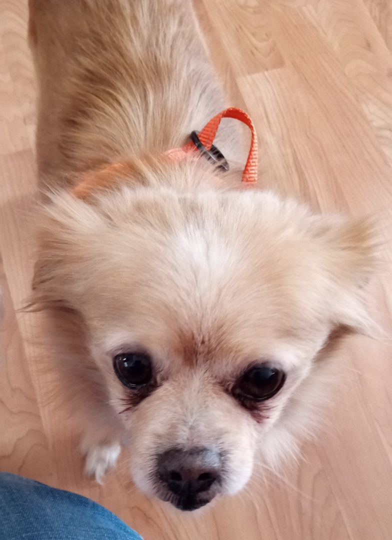 Enlarge Alfie, a Adopted Pomeranian in Merrill, WI image 2/4