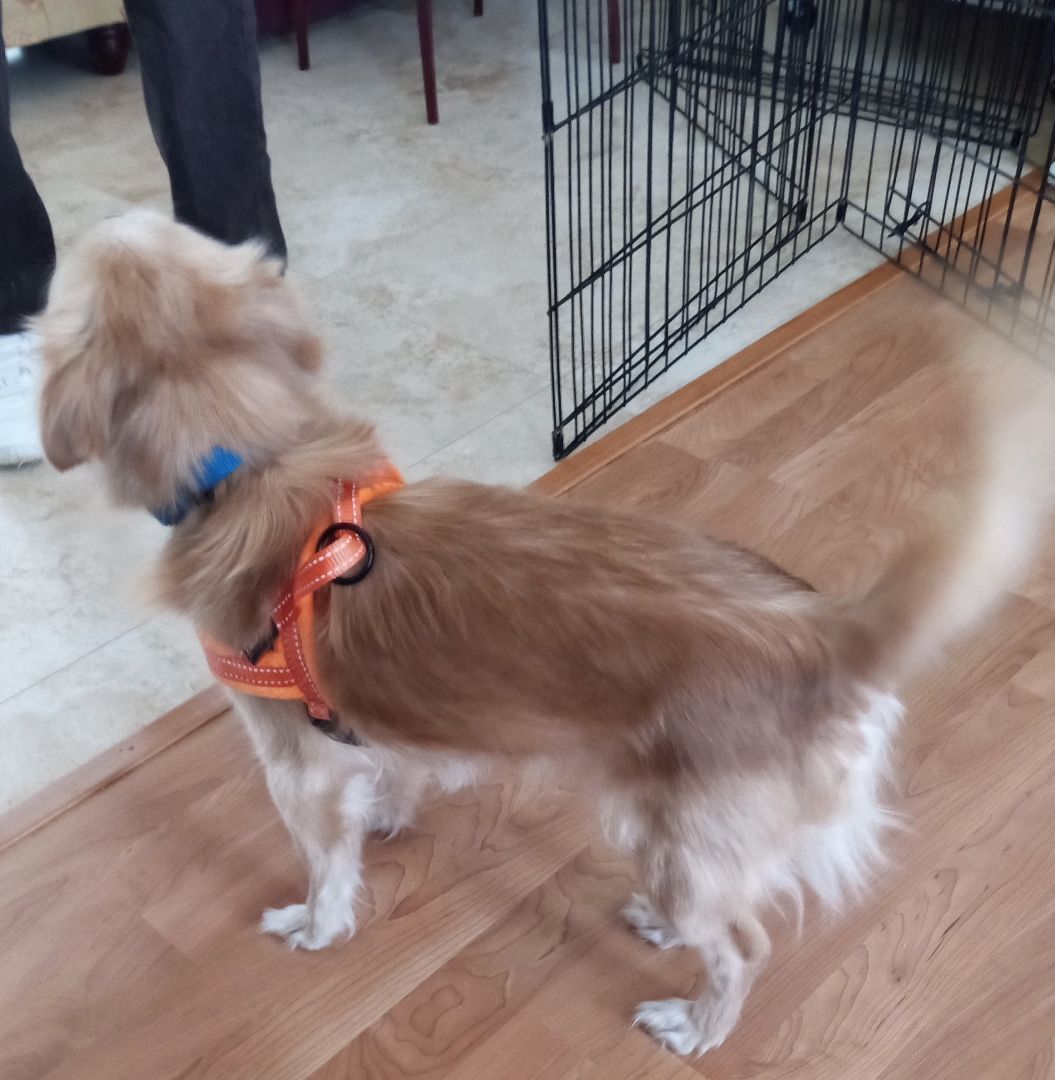 Enlarge Alfie, a Adopted Pomeranian in Merrill, WI image 3/4