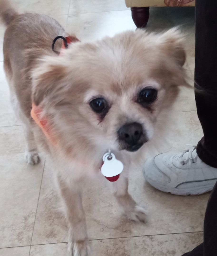 Enlarge Alfie, a Adopted Pomeranian in Merrill, WI image 4/4