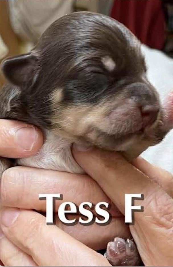 Tess, Adoptable, Puppy Female Dachshund.