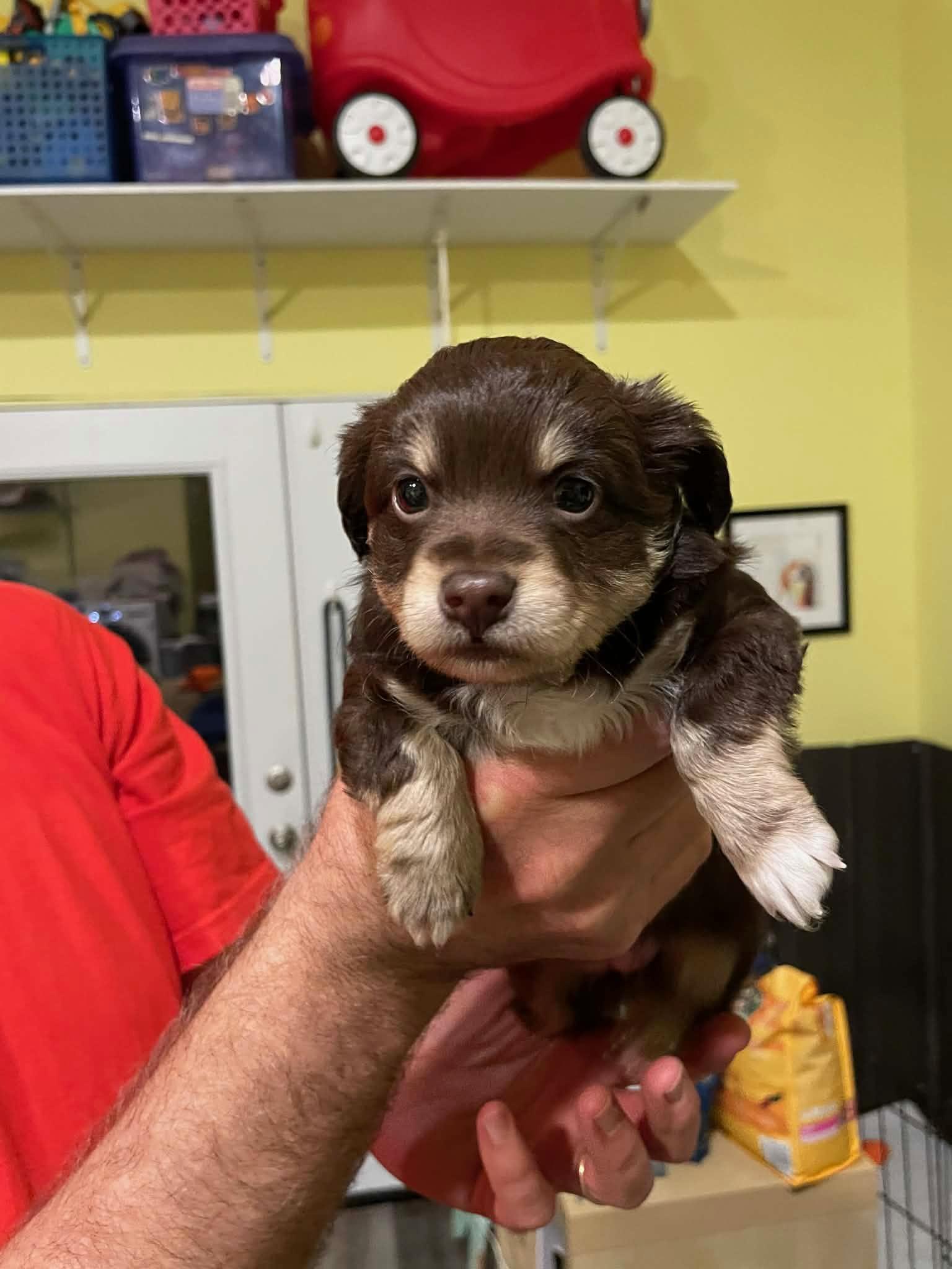 Enlarge Tess, a Adopted mixed breed in Stoughton, MA image 2/2