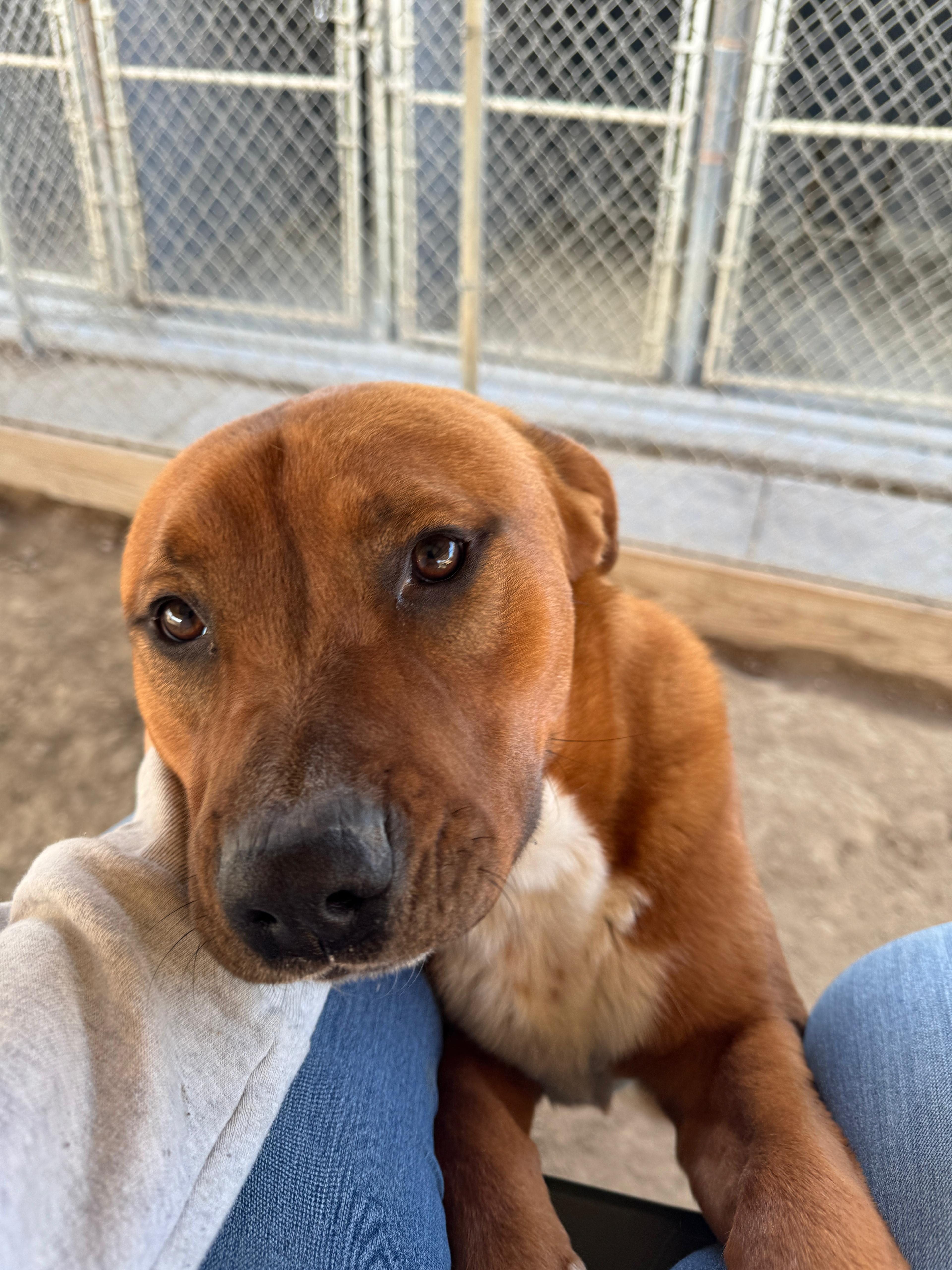 Enlarge Carl, a Adoptable mixed breed in Fallon, NV image 6/6