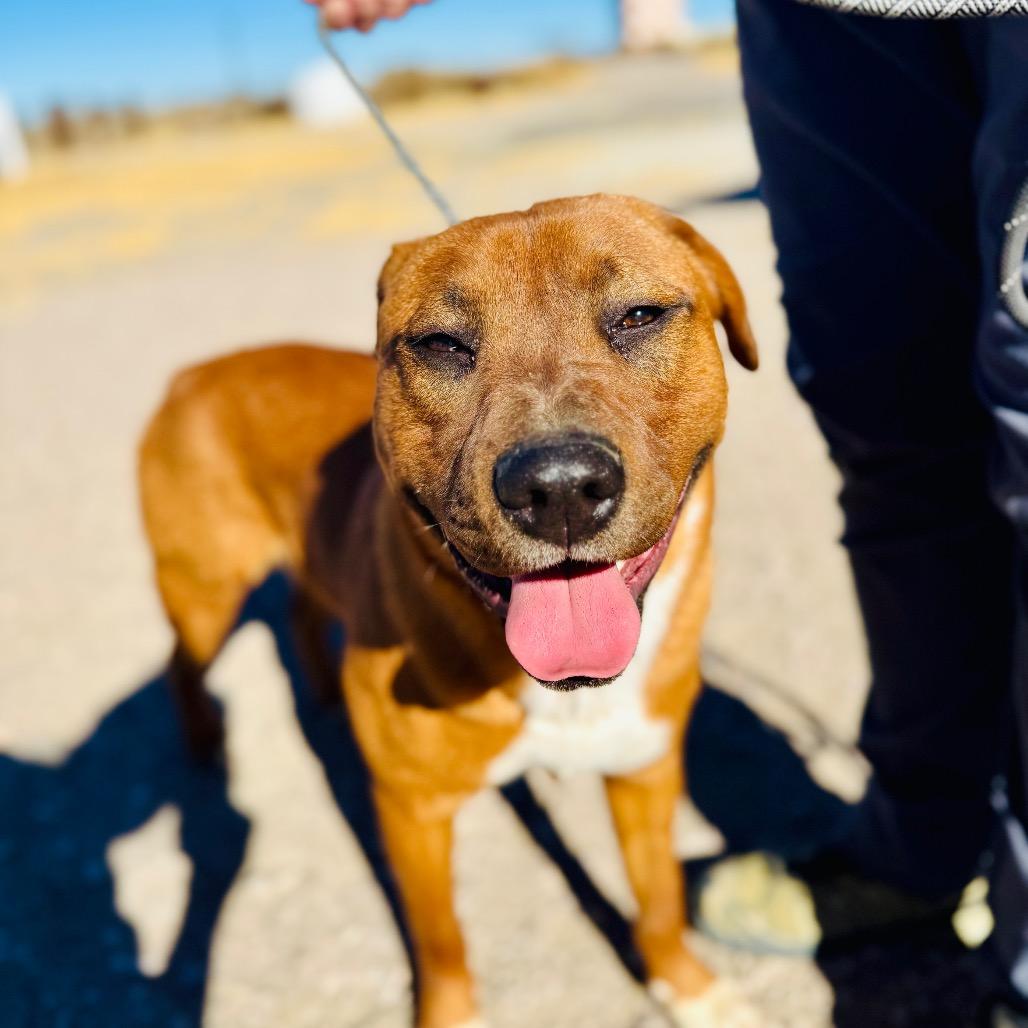 Carl, a Adoptable mixed breed in Fallon, NV image 2/3
