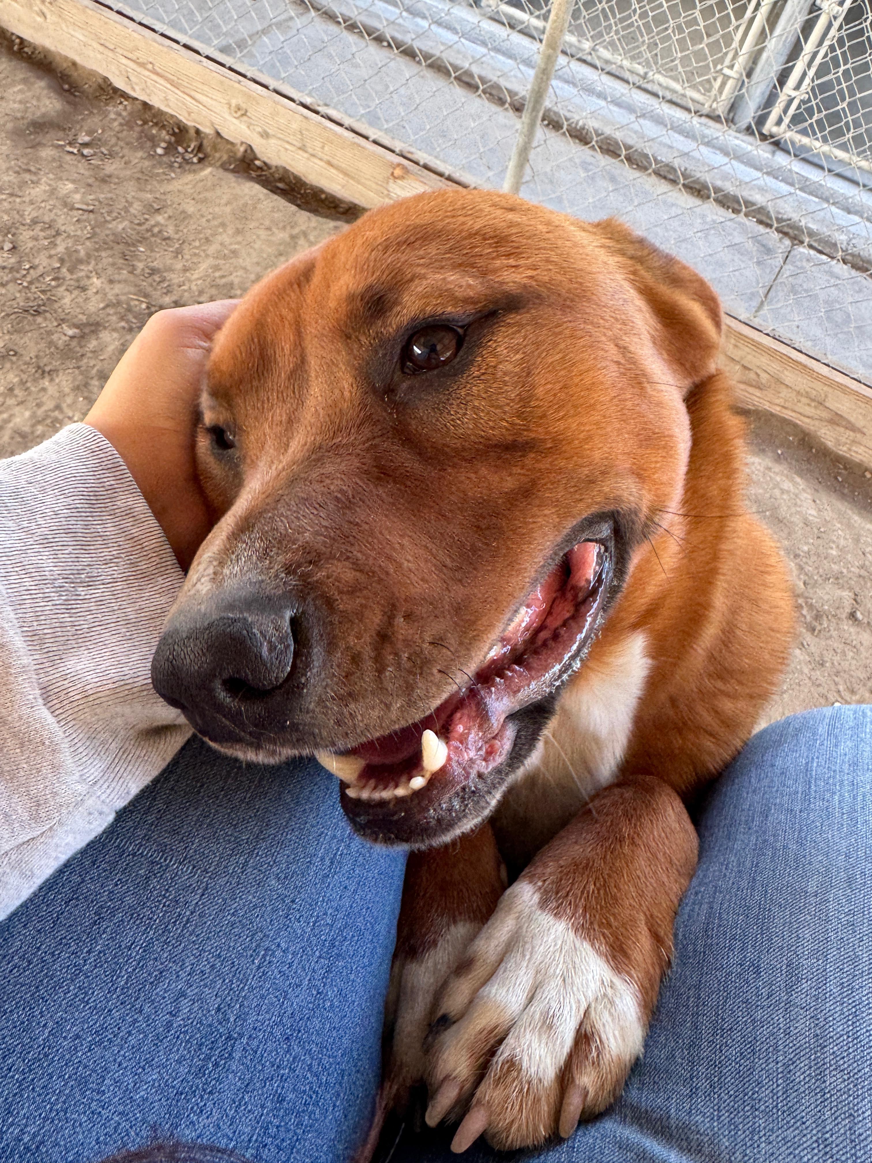 Carl, Adoptable, Adult Male Shepherd & Mixed Breed.