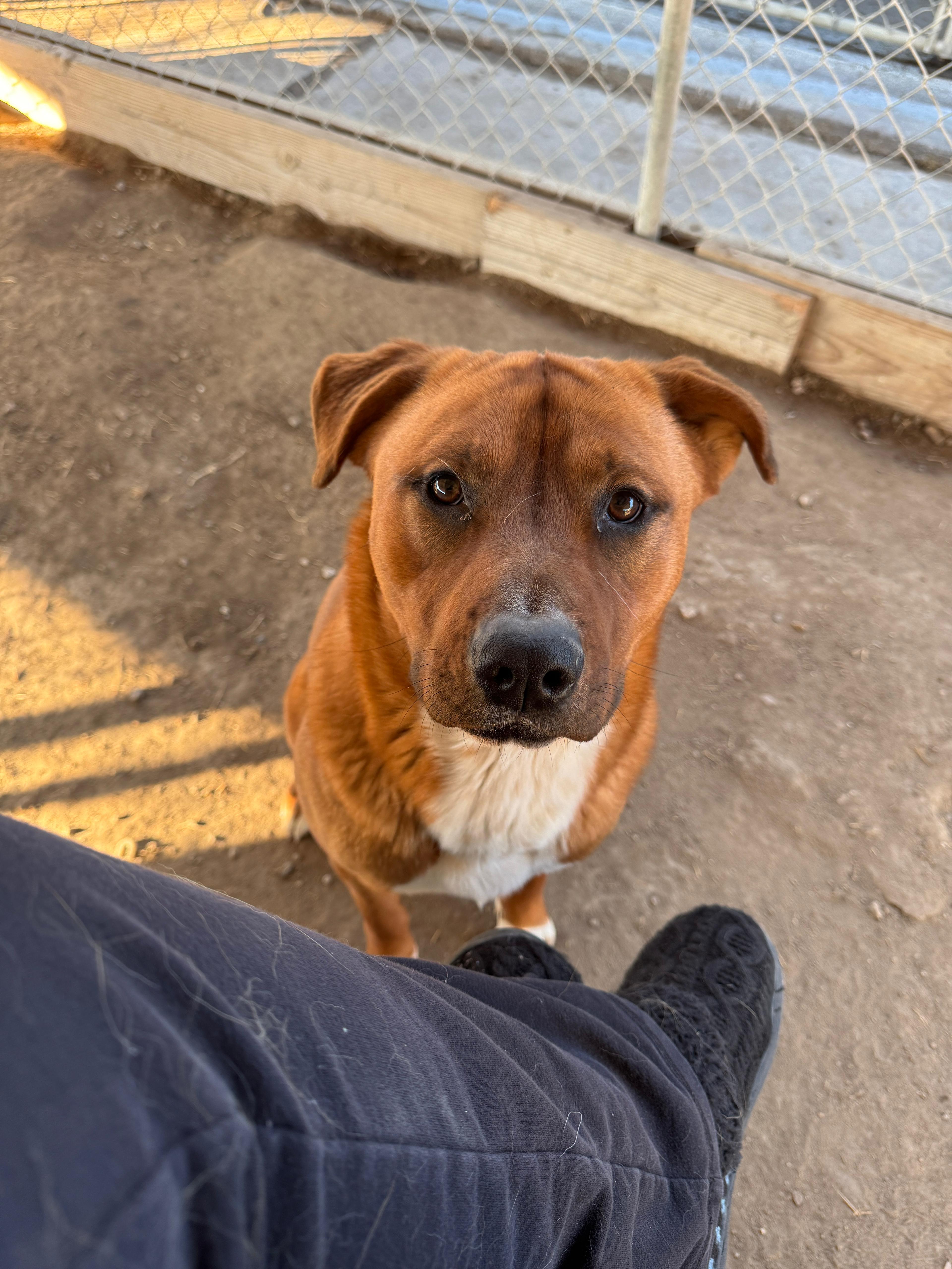 Enlarge Carl, a Adoptable mixed breed in Fallon, NV image 5/6