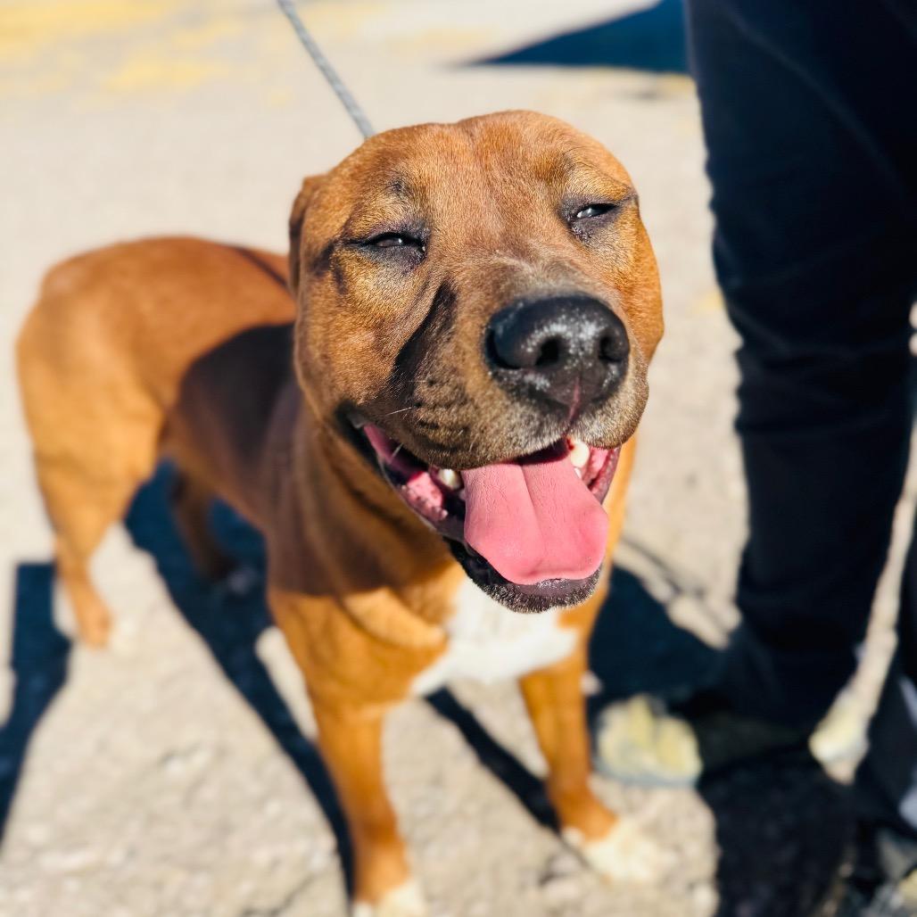 Carl, Adoptable, Adult Male Shepherd & Mixed Breed.