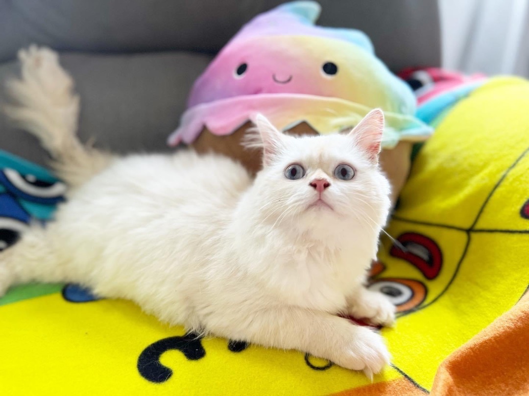 Nio , a Adopted Ragdoll in Newmarket, ON image 1/16