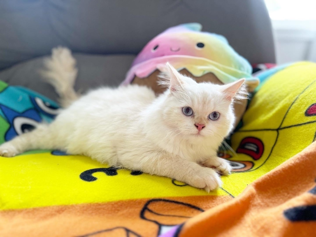 Nio , a Adopted Ragdoll in Newmarket, ON image 2/16