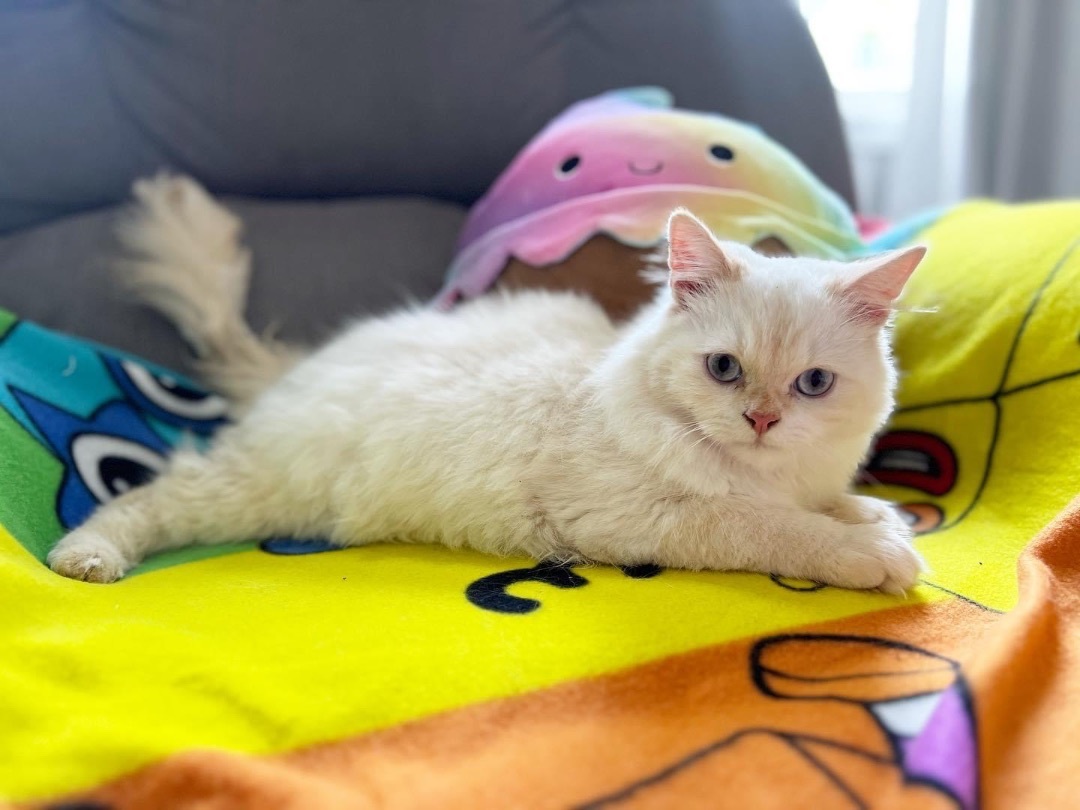 Nio , a Adopted Ragdoll in Newmarket, ON image 3/16