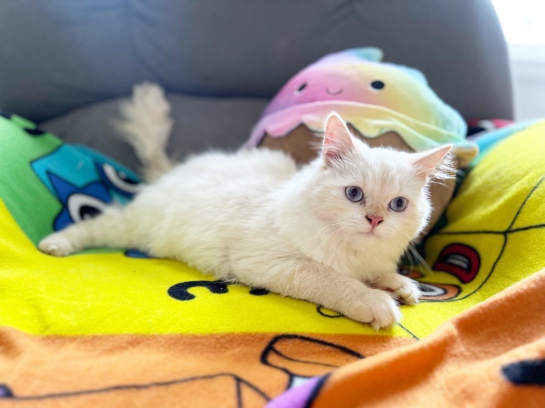 Nio , a Adopted Ragdoll in Newmarket, ON image 4/16