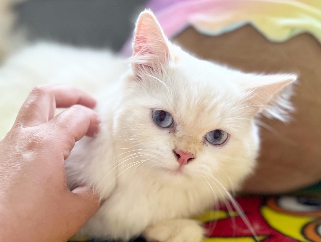Nio , a Adopted Ragdoll in Newmarket, ON image 5/16