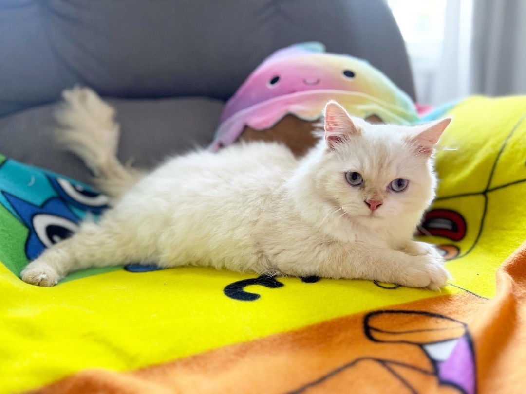 Nio , a Adopted Ragdoll in Newmarket, ON image 6/16