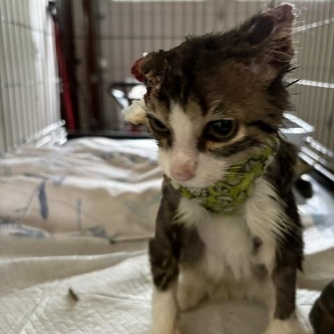 Enlarge Theo, a ADOPTABLE Domestic Medium Hair in Brockport, NY image 5/6