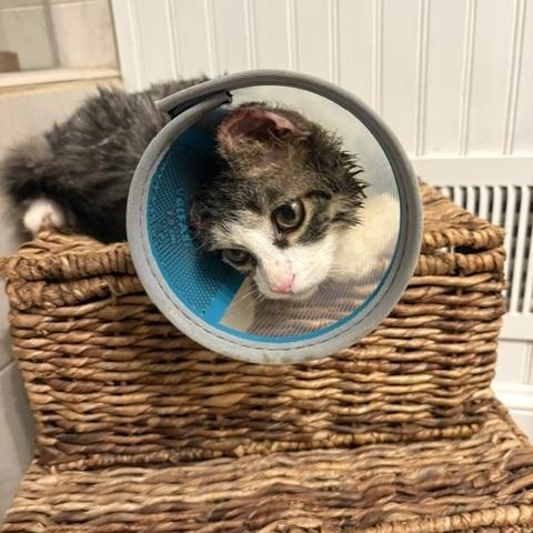 Enlarge Theo, a ADOPTABLE Domestic Medium Hair in Brockport, NY image 2/6