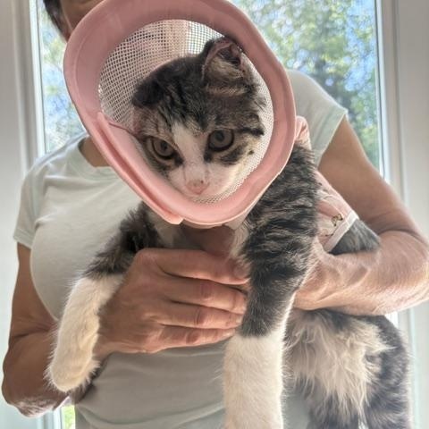 Theo, ADOPTABLE, Young Male Domestic Medium Hair.