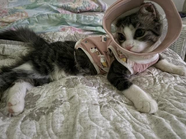 Enlarge Theo, a ADOPTABLE Domestic Medium Hair in Brockport, NY image 3/6