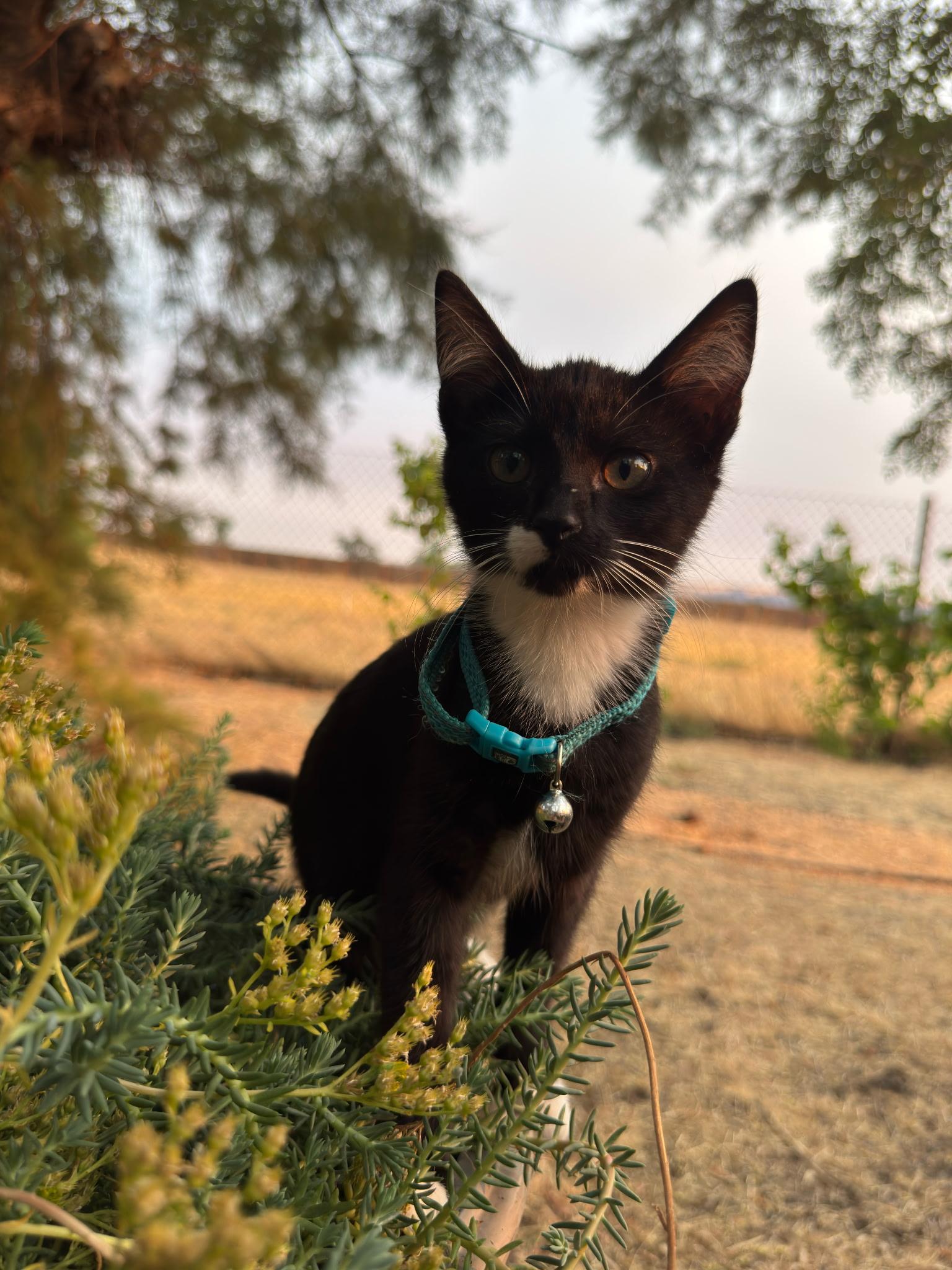 Clover, a ADOPTABLE Tuxedo in Pasco, WA image 6/6
