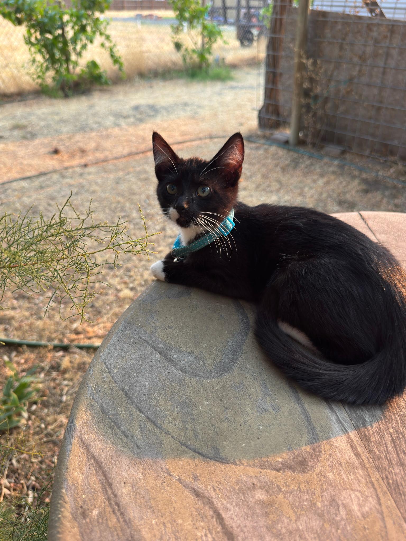 Clover, a ADOPTABLE Tuxedo in Pasco, WA image 4/6