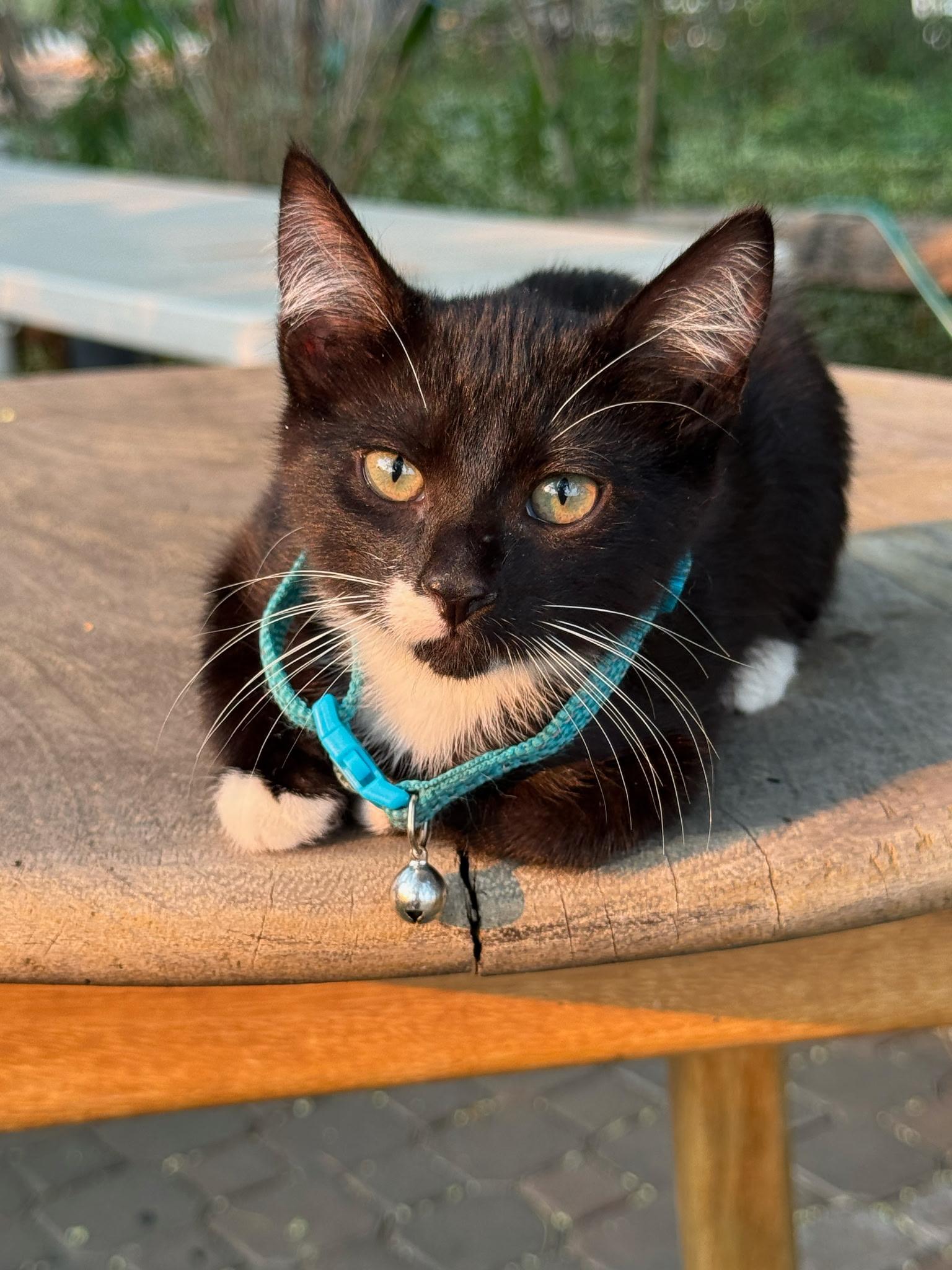 Clover, a ADOPTABLE Tuxedo in Pasco, WA image 3/6