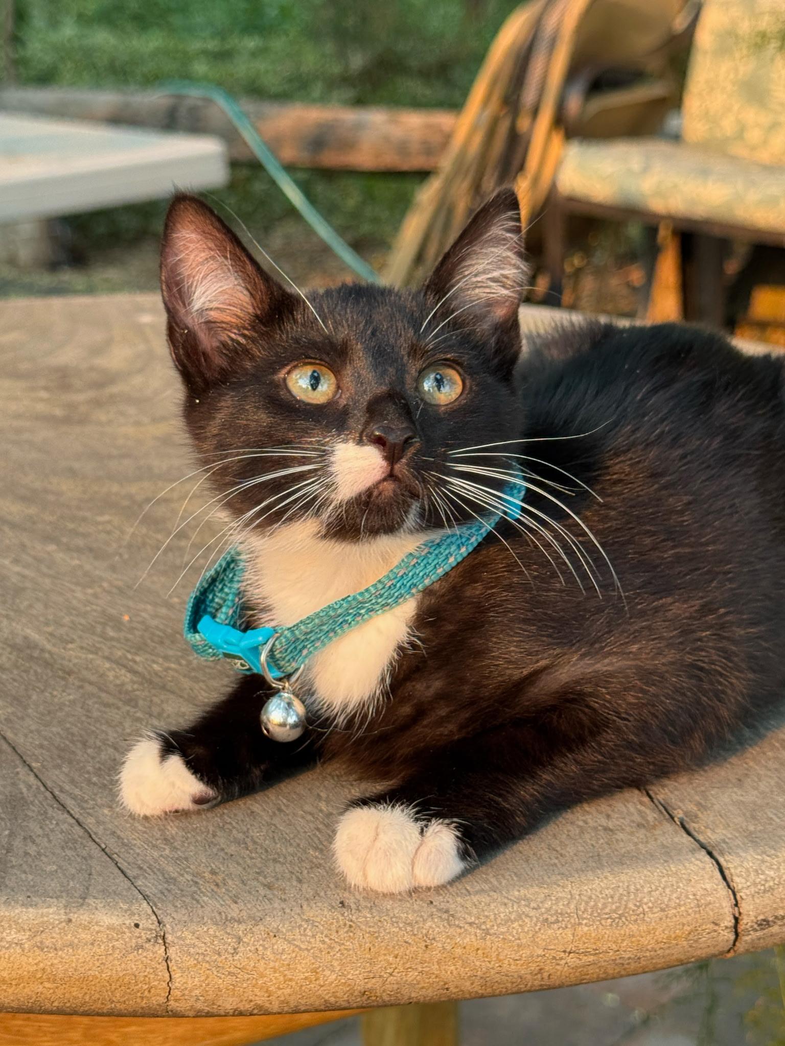 Clover, a ADOPTABLE Tuxedo in Pasco, WA image 5/6