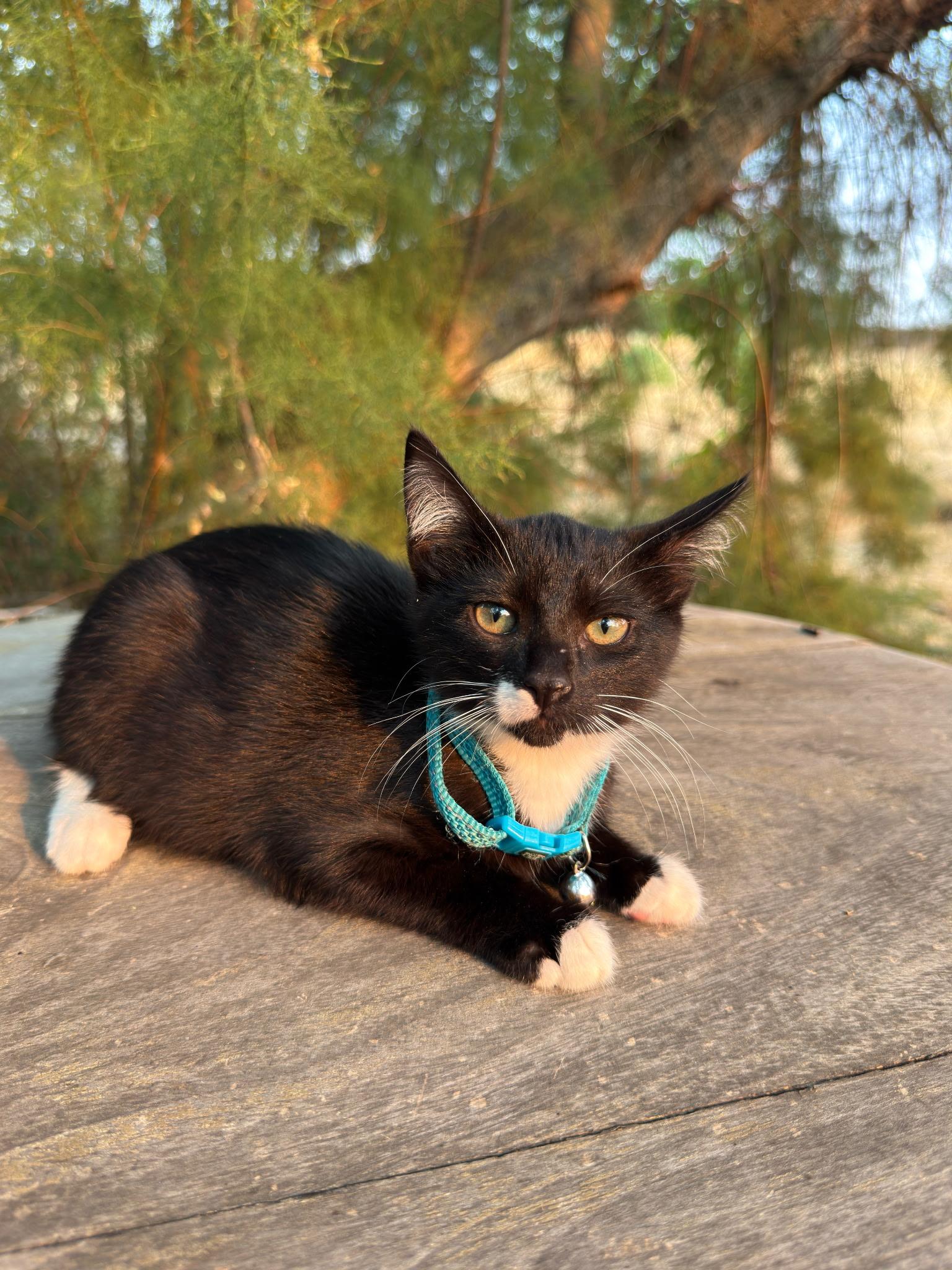Clover, a ADOPTABLE Tuxedo in Pasco, WA image 2/6