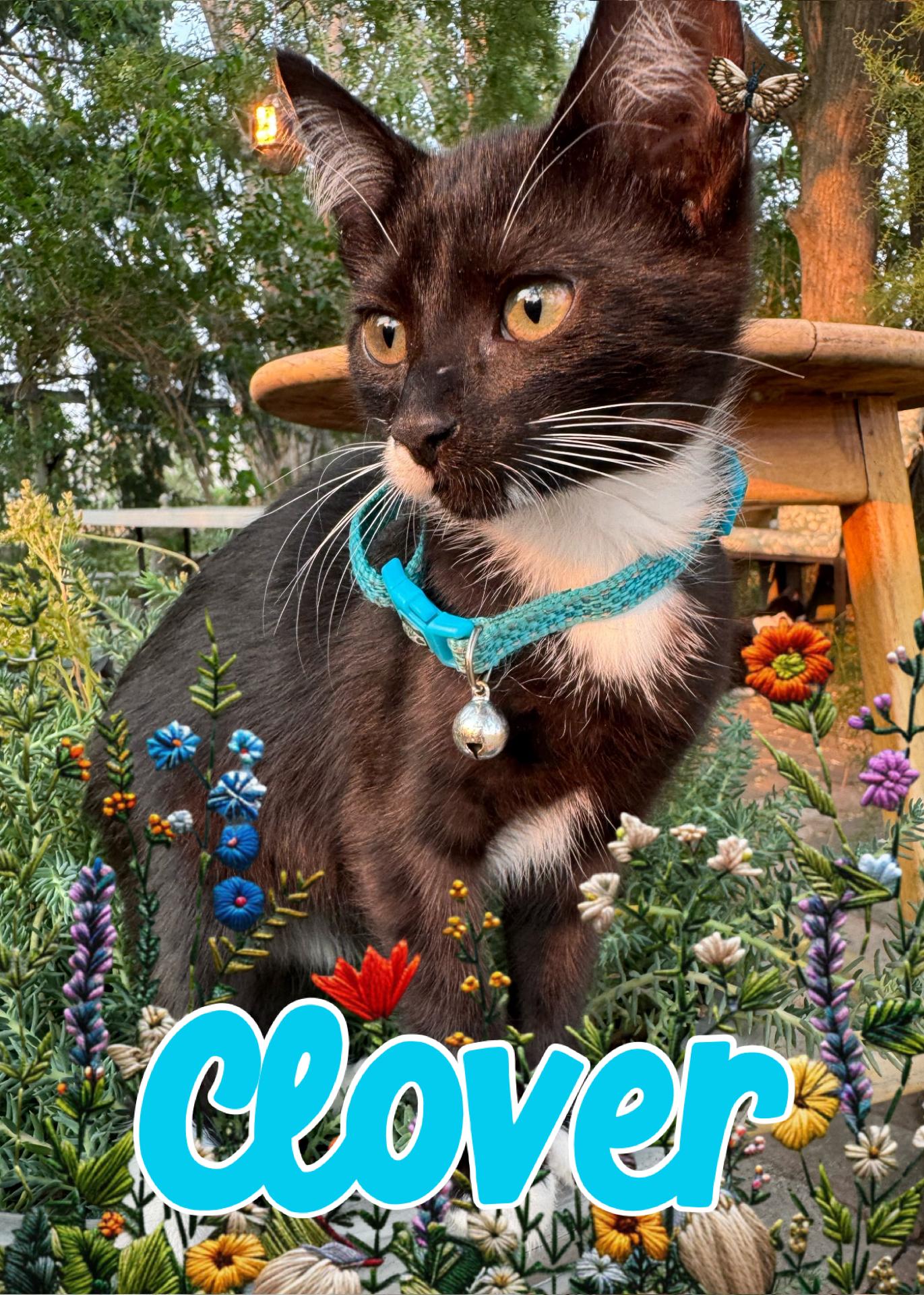 Clover, ADOPTABLE, Kitten Female Tuxedo.