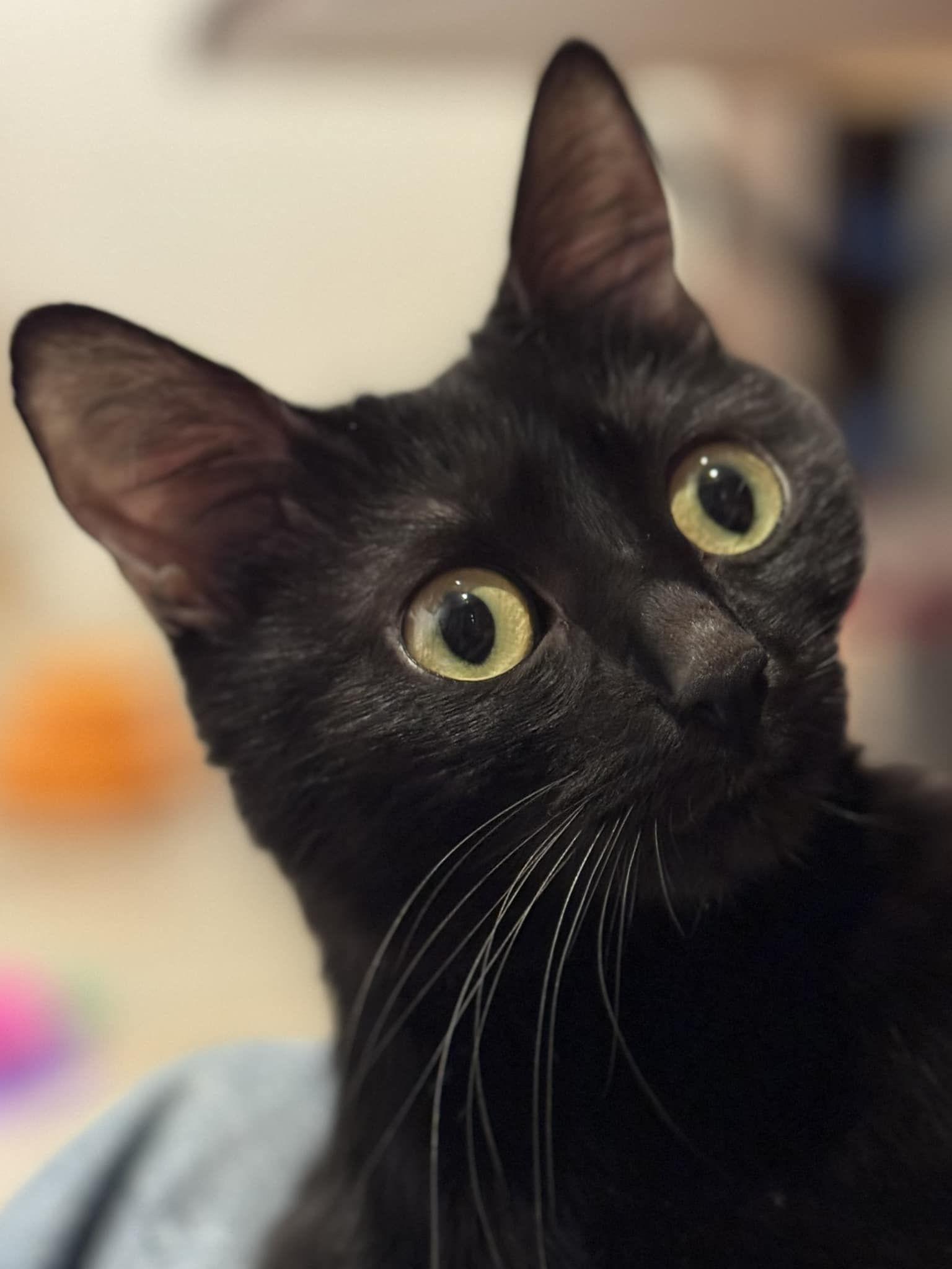 Flame, Adoptable, Young Male Domestic Short Hair.