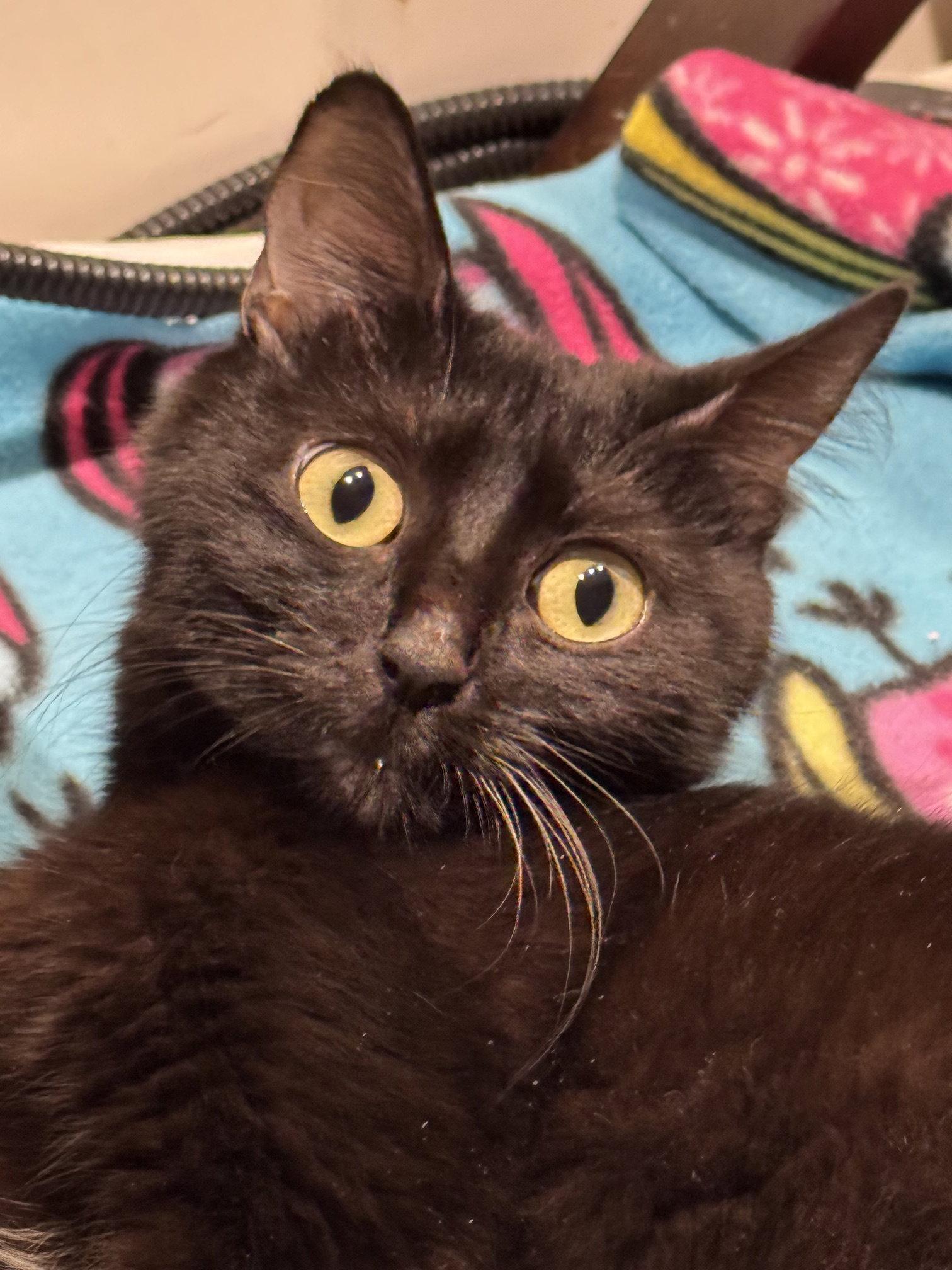 Flame, a Adoptable Domestic Short Hair in Seal Beach, CA image 2/3