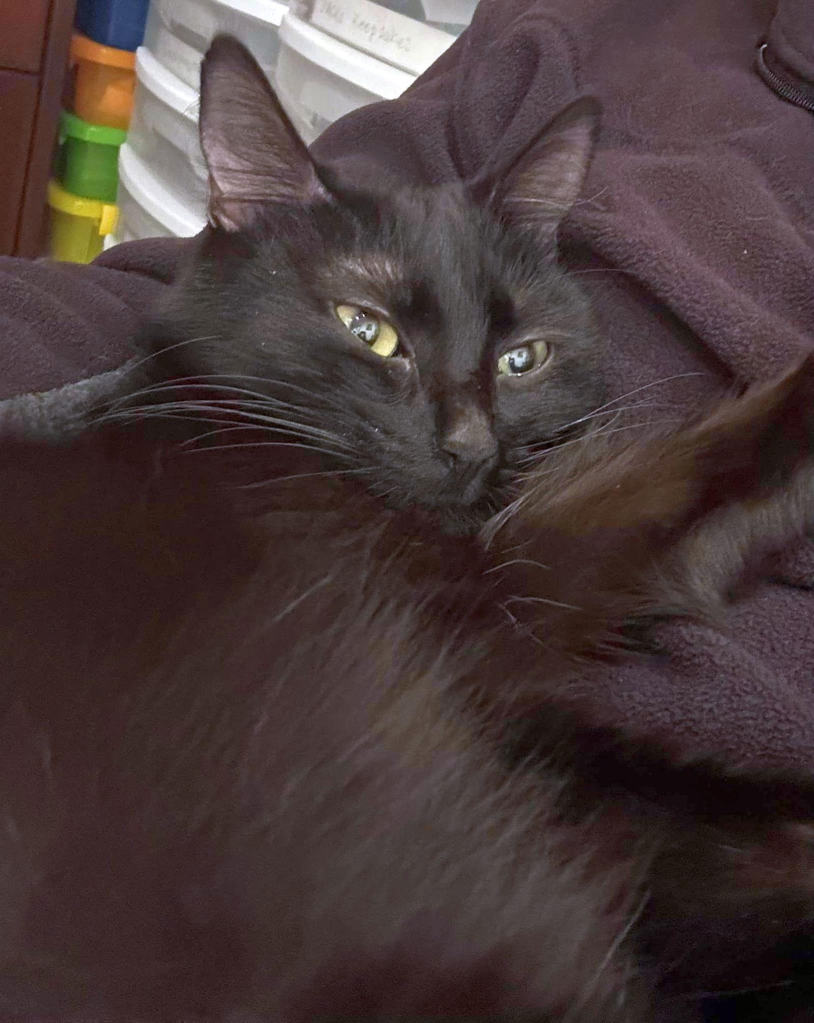 Enlarge Flame, a Adoptable Domestic Short Hair in Seal Beach, CA image 3/3