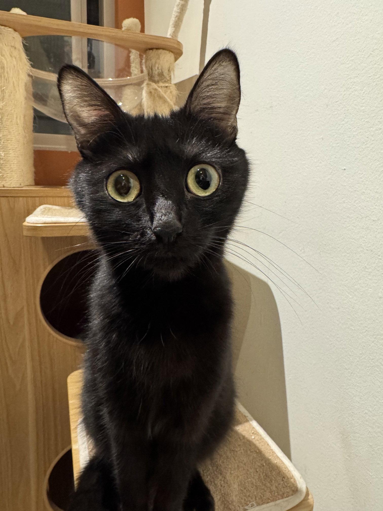 Flame, a Adoptable Domestic Short Hair in Seal Beach, CA image 3/3