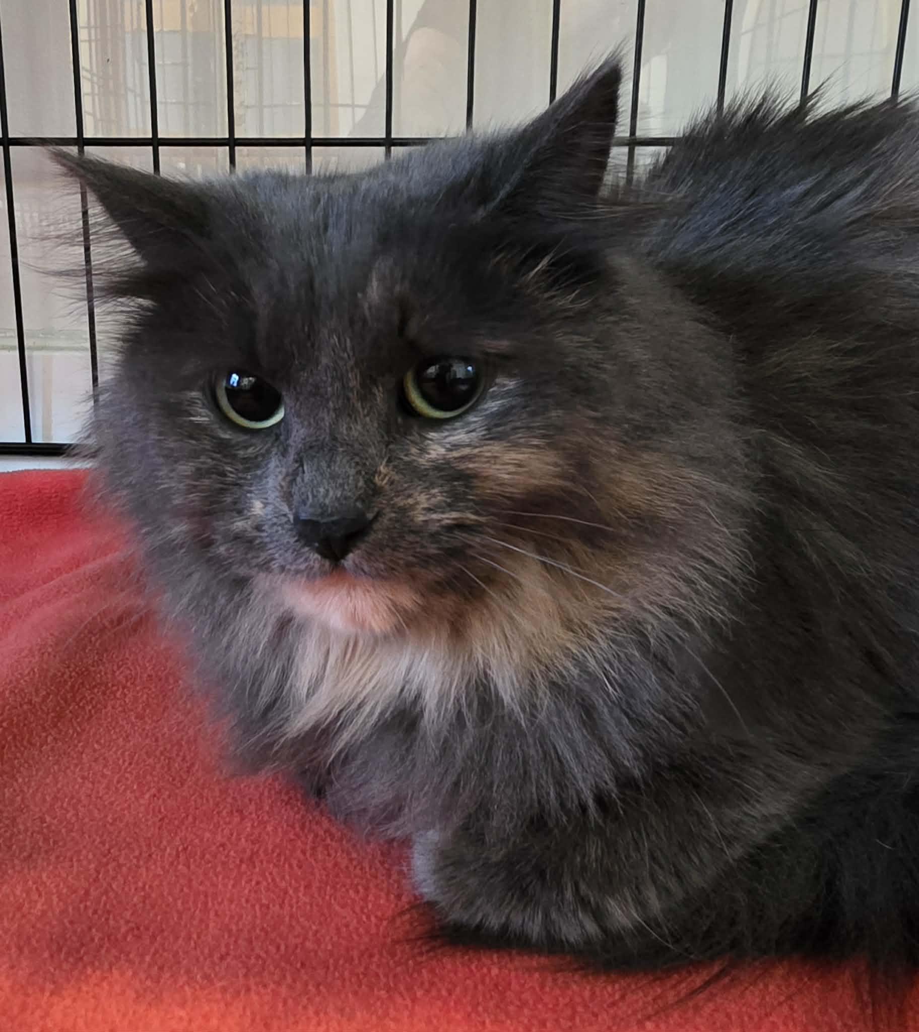 Enlarge Milly, an adopted Domestic Long Hair in Terrebonne, QC image 2/6