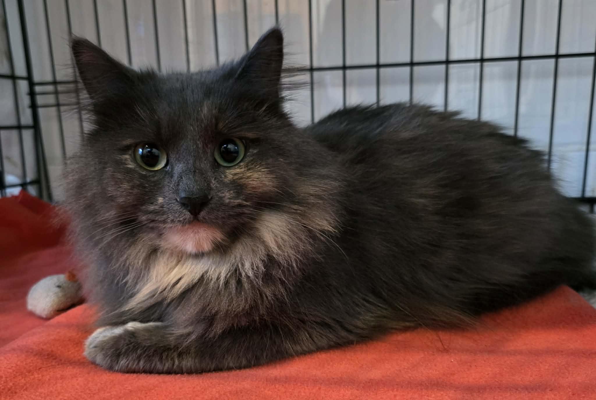 Enlarge Milly, an adopted Domestic Long Hair in Terrebonne, QC image 5/6