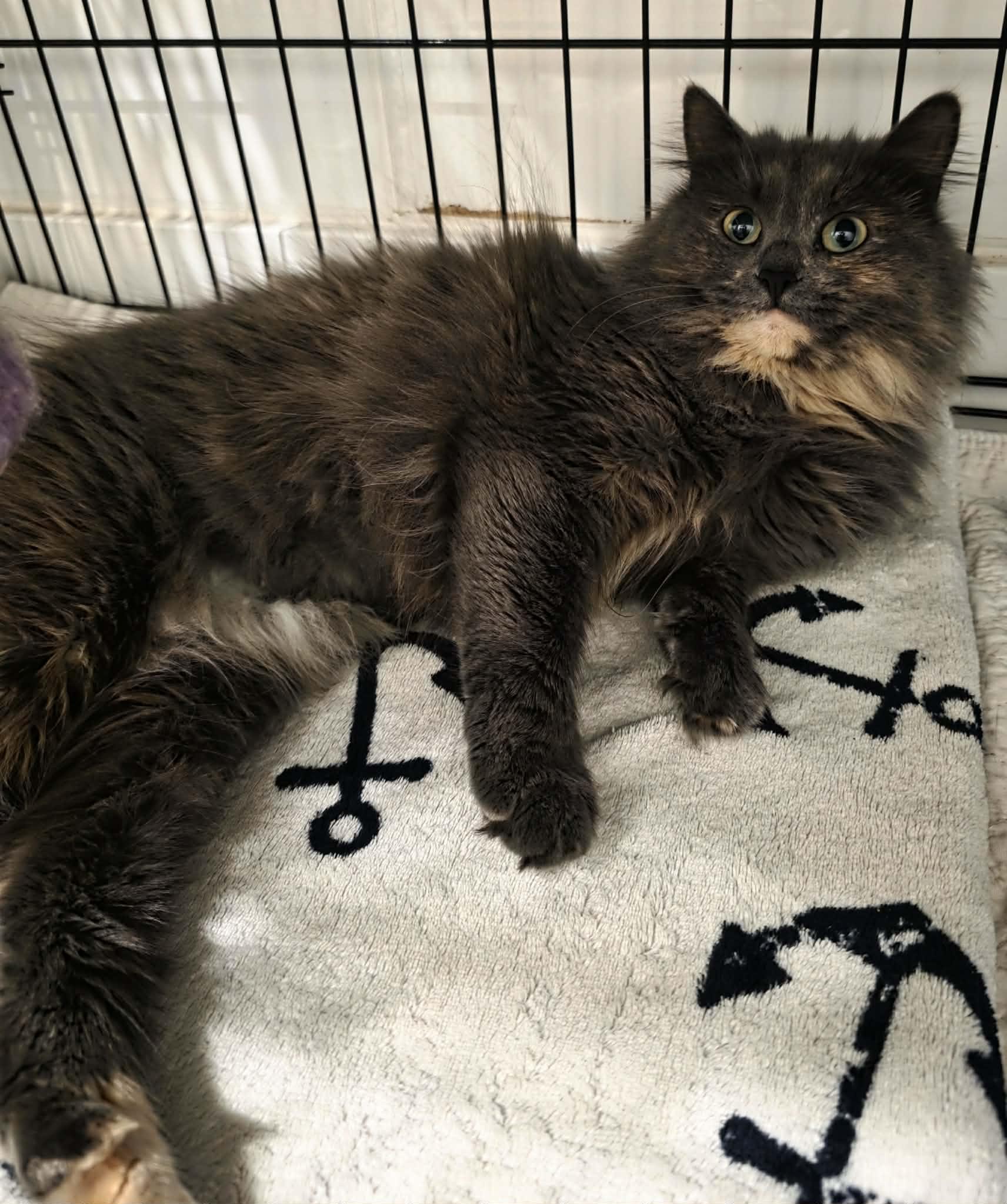 Enlarge Milly, an adopted Domestic Long Hair in Terrebonne, QC image 6/6