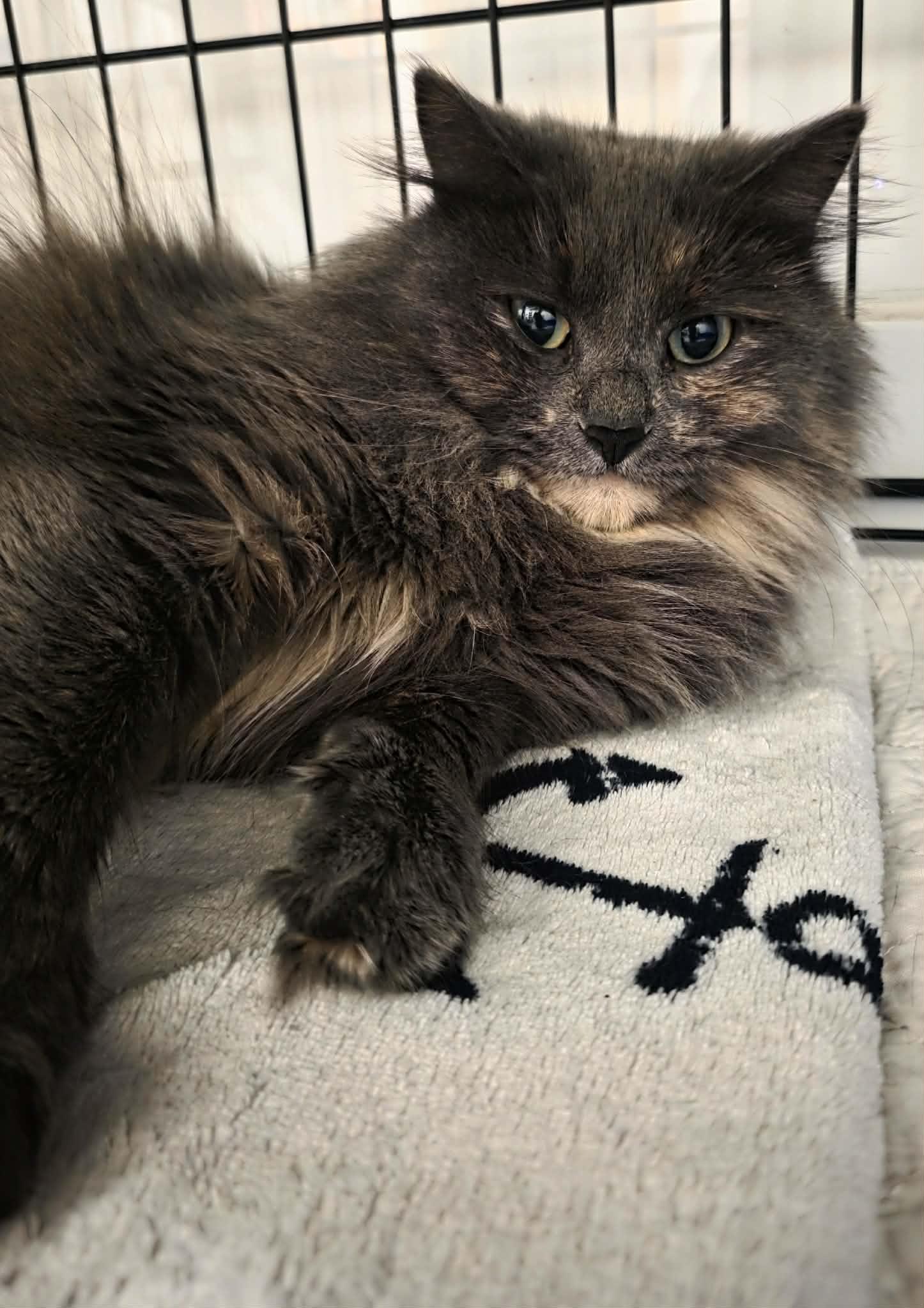 Milly, adopted, Young Female Domestic Long Hair.