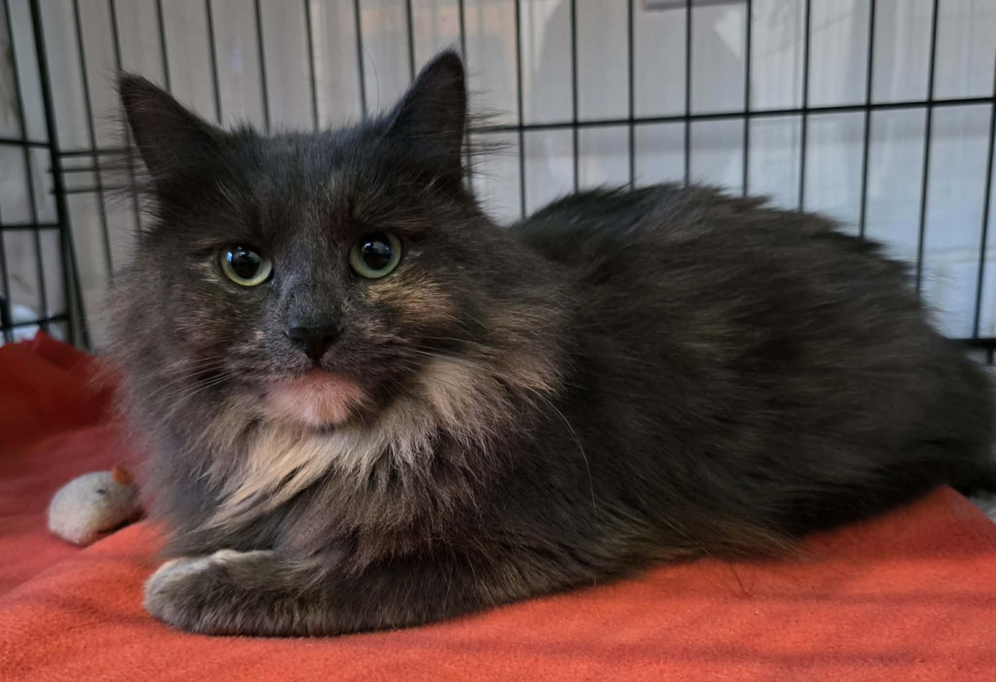 Enlarge Milly, an adopted Domestic Long Hair in Terrebonne, QC image 3/6