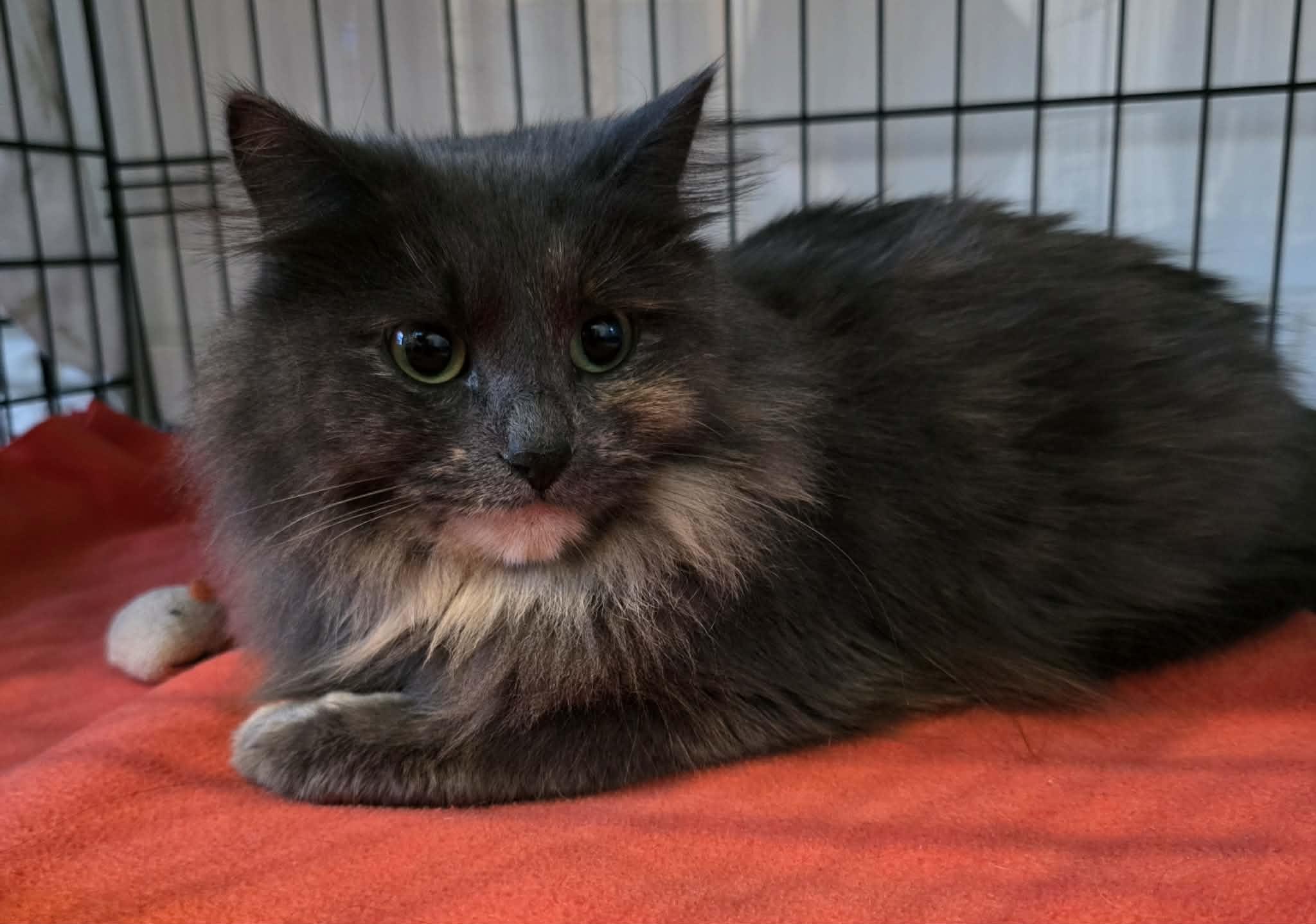 Enlarge Milly, an adopted Domestic Long Hair in Terrebonne, QC image 4/6