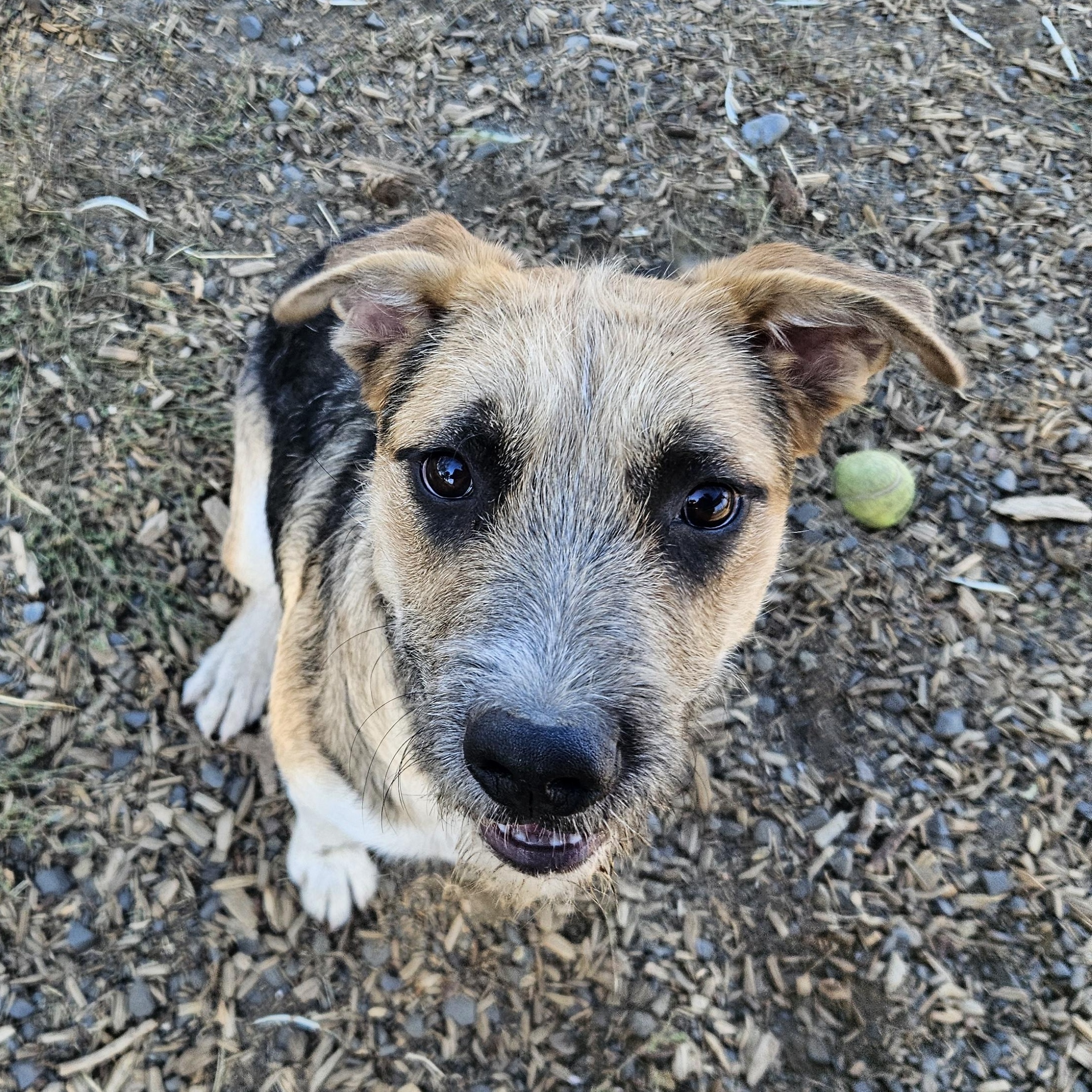 Enlarge Nani, a Adoptable mixed breed in The Dalles, OR image 4/5
