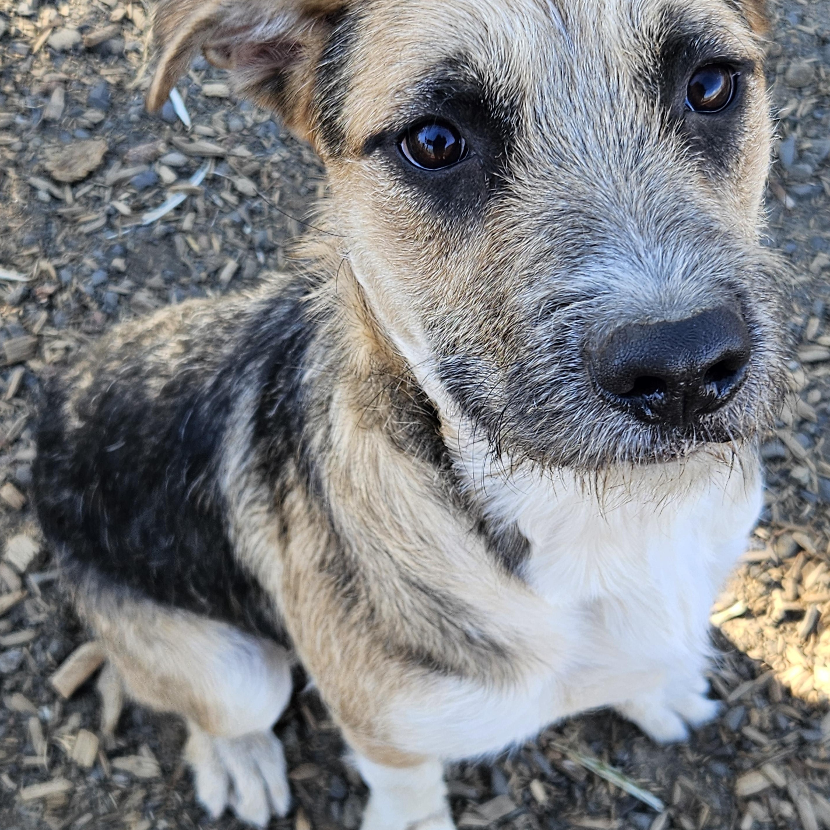 Enlarge Nani, a Adoptable mixed breed in The Dalles, OR image 3/5