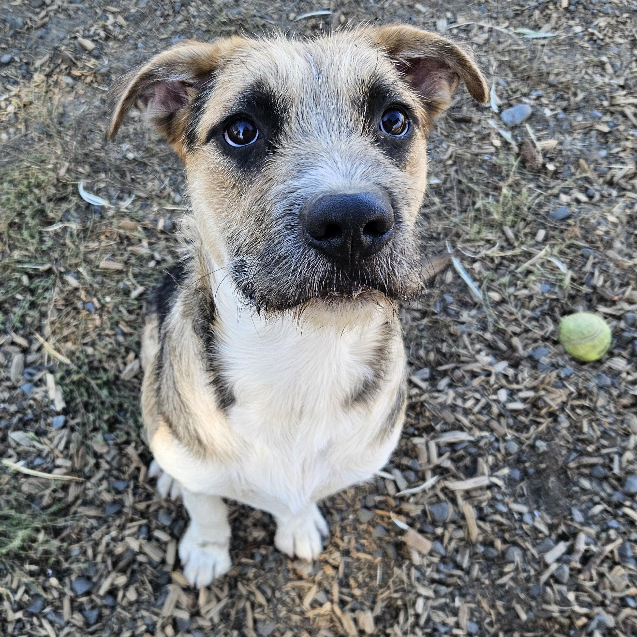 Enlarge Nani, a Adoptable mixed breed in The Dalles, OR image 1/5