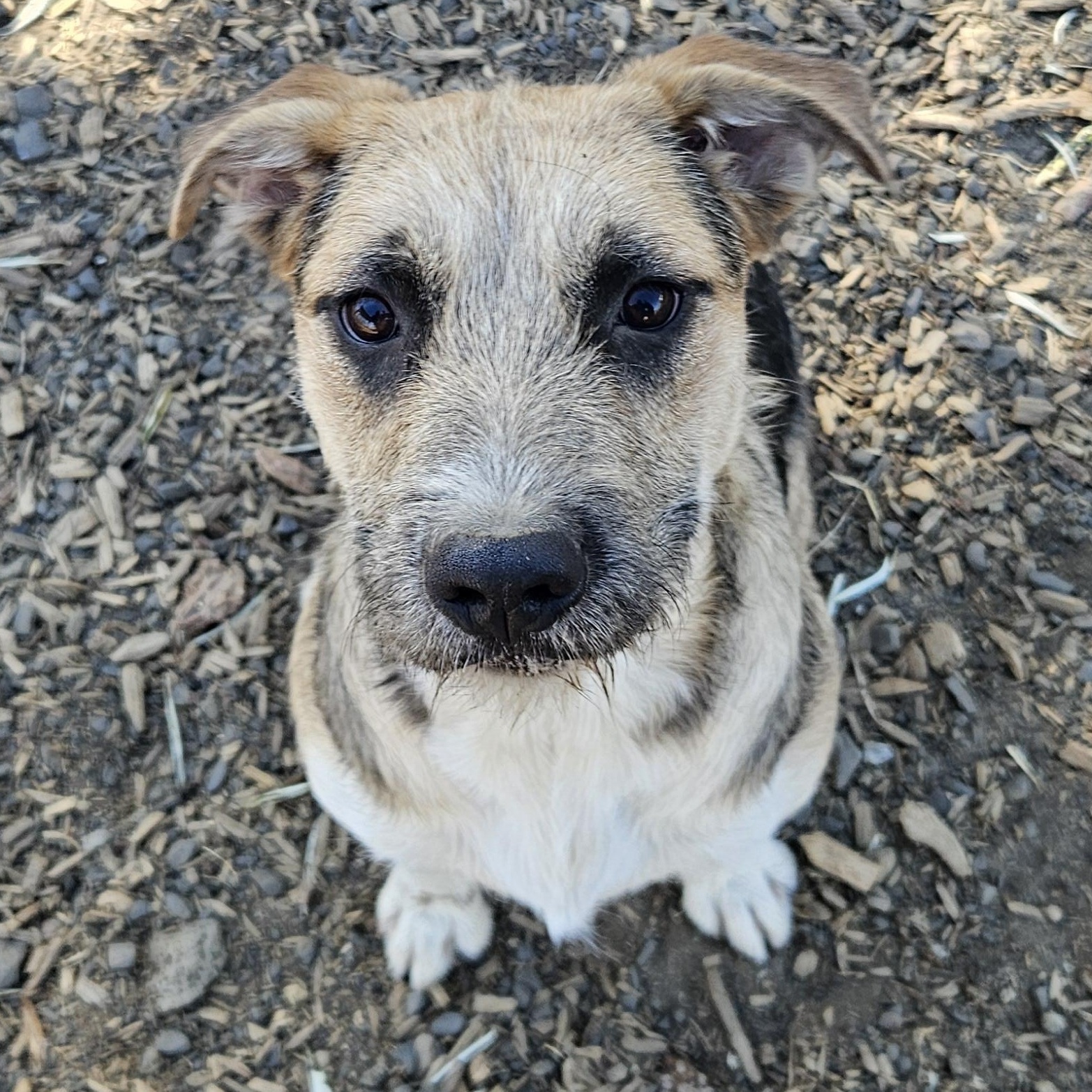 Enlarge Nani, a Adoptable mixed breed in The Dalles, OR image 5/5