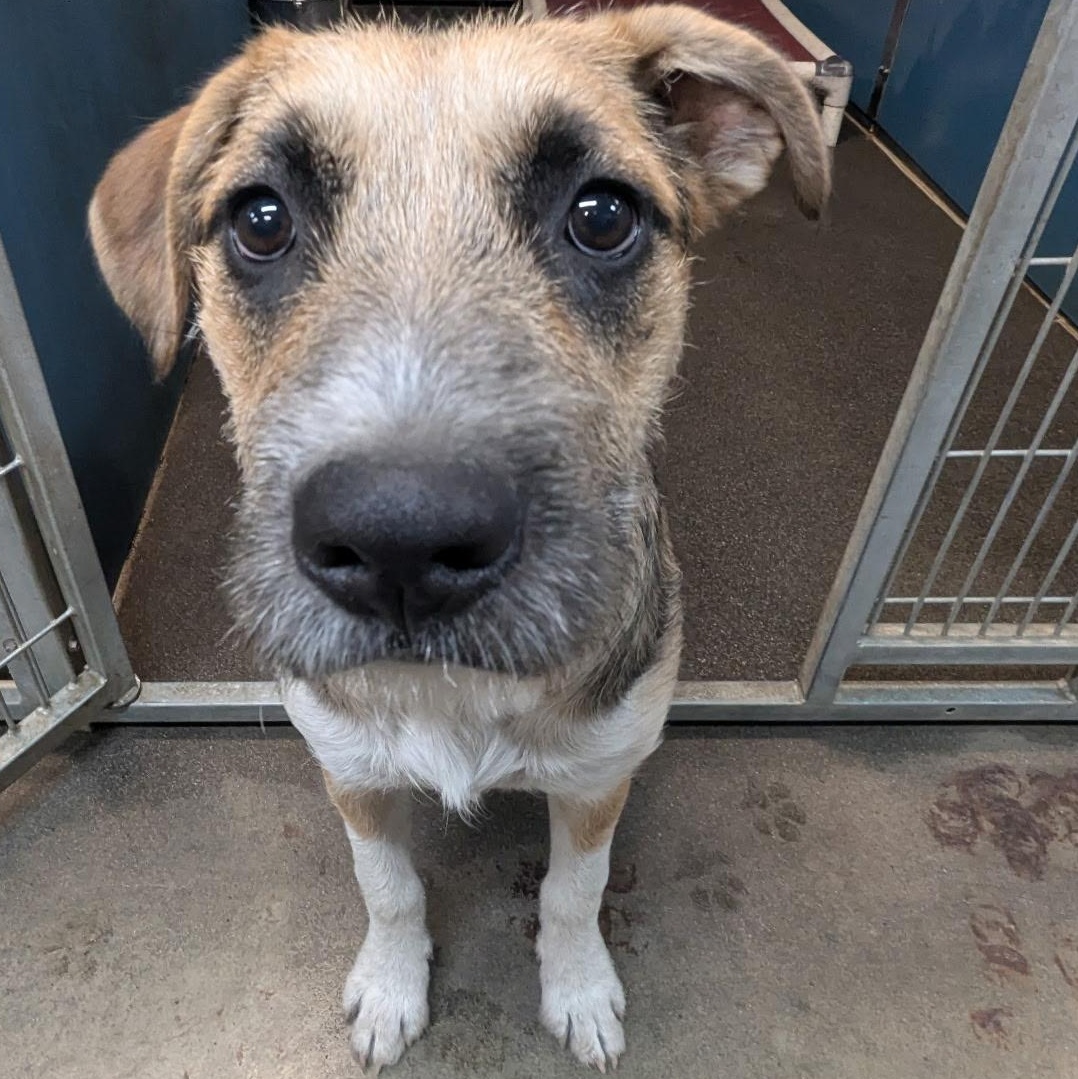 Enlarge Nani, a Adoptable mixed breed in The Dalles, OR image 2/5