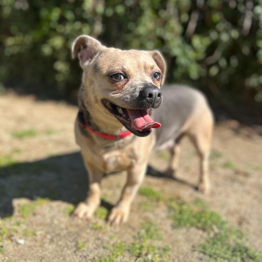 Fawn, Adoptable, Adult Female Chihuahua & Mixed Breed.