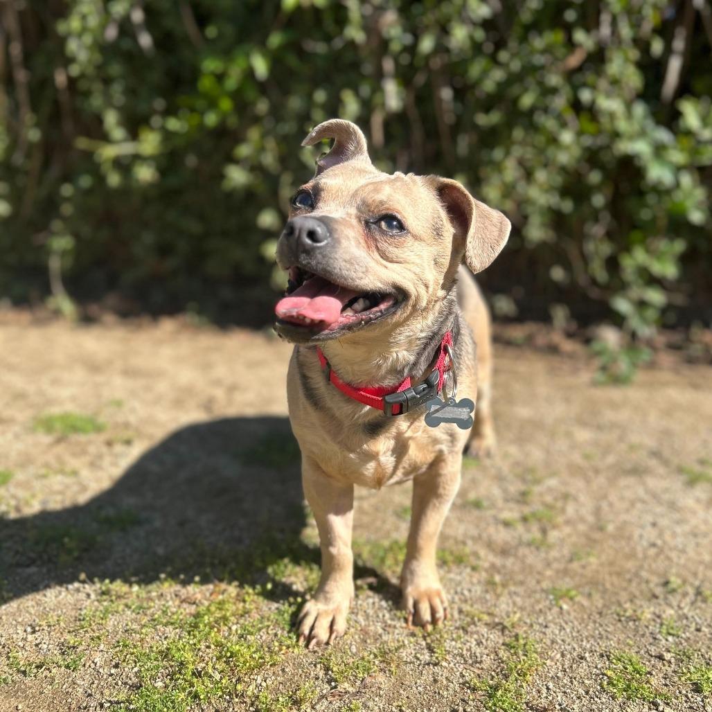 Enlarge Fawn, a Adoptable mixed breed in Riverside, CA image 2/6