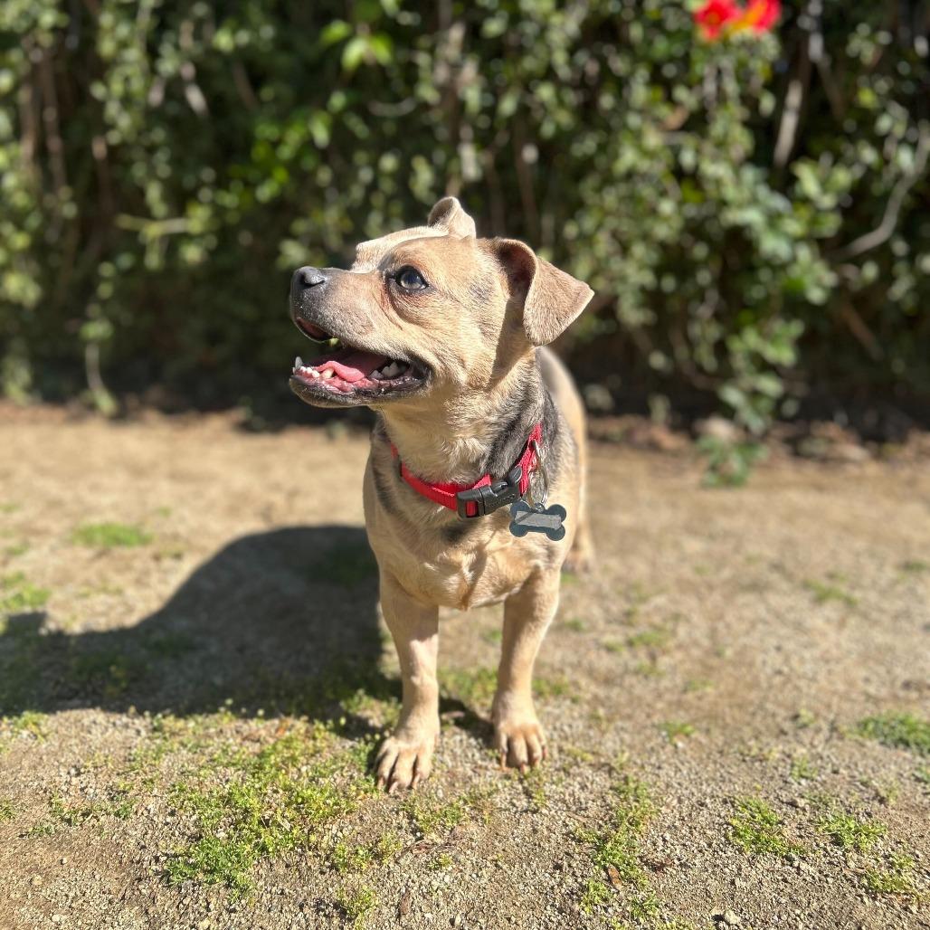 Enlarge Fawn, a Adoptable mixed breed in Riverside, CA image 3/6