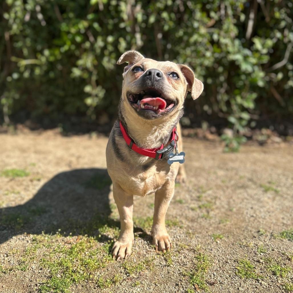 Enlarge Fawn, a Adoptable mixed breed in Riverside, CA image 5/6